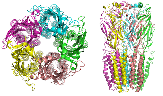 Nicotinic Acetylcholine Receptor