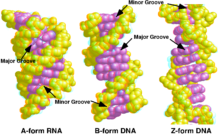 Z-DNA