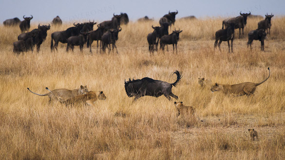 Lions Hunting Wildebeasts