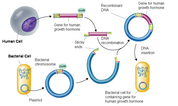 Rocombinant Love