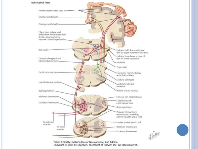 Motor Homunculus