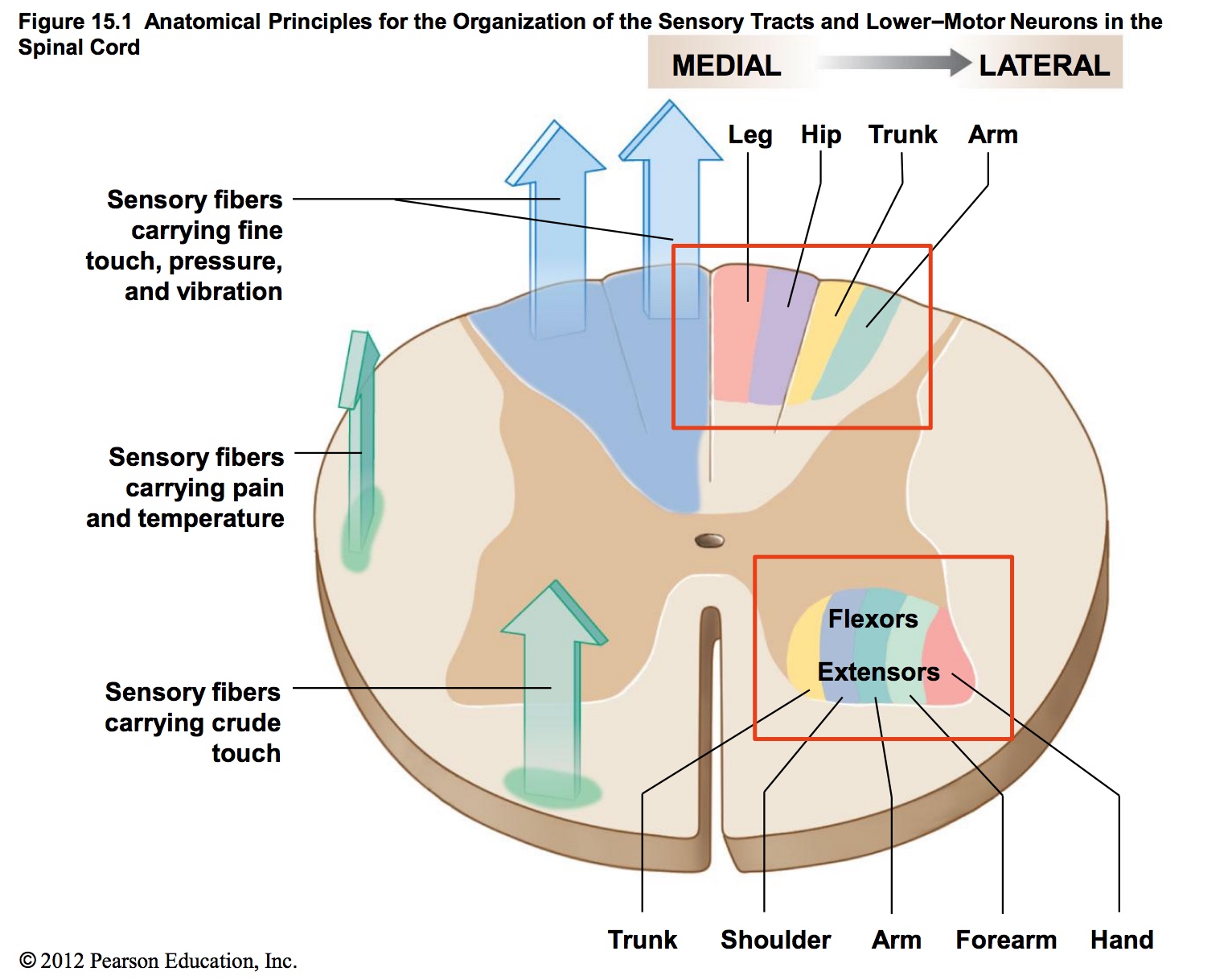 Spinal Column Nerve Bundling