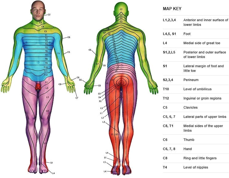 Spinal Dermatome