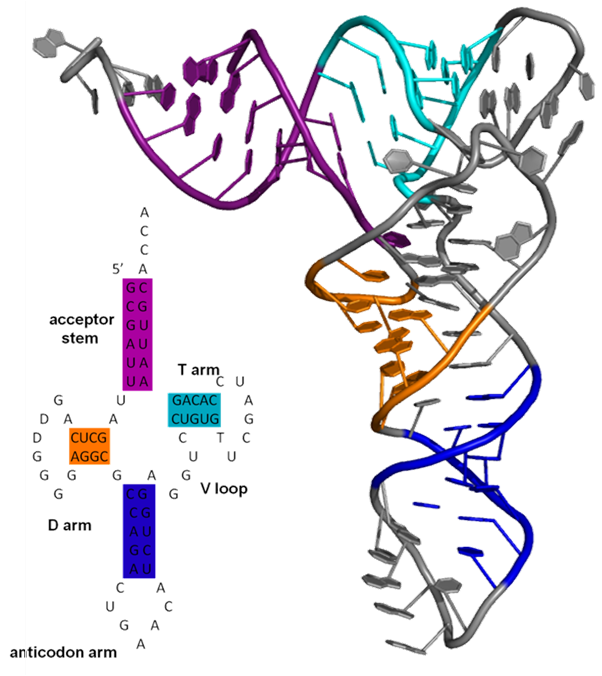 tRNA